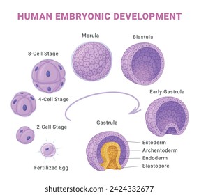 Menschliche embryonale Entwicklung medizinische pädagogische Wissenschaft Infografik-Schema isometrische Vektor-Illustration. Embryogenese von befruchteten Eizellen zu Gastreln. Biologie Genetisches Schwangerschaftsplakat