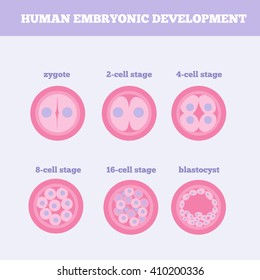 Human embryonic development medical vector illustration. Fertilized egg design element with zygote. Early human embryo stage