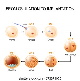 Human embryonic development. from ovulation to implantation. fetal development