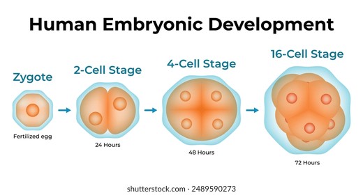 Human Embryonic Development Science Design Vector Illustration Diagram