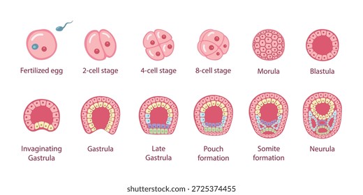 Desarrollo embrionario humano. Etapas de desarrollo de un óvulo fertilizado.  Zigoto, 2-células, 4-células, 8-células, morula, blástula, gastrula, neurula. Vector ilustración médica.
