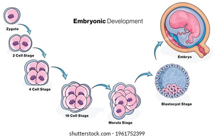 Human Embryonic Development Stages Illustration Stock Vector (Royalty ...