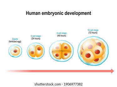 Desarrollo embrionario humano. De Zygote (huevo fertilizado) a 16 células. tres días después de la fertilización. división celular y desarrollo prenatal. ilustración vectorial