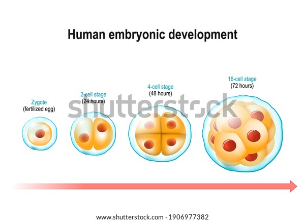 ヒト胚発生 卵子 受精卵 から16細胞期まで 受精の3日後 細胞分裂と出生前発達 ベクターイラスト のベクター画像素材 ロイヤリティフリー