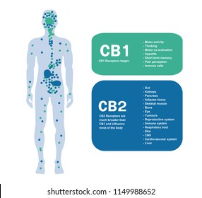human endocannabinoid CB1 and CB2 Receptors target system active in human body.