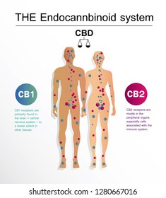 human endocannabinoid CB1 and CB2 Receptors target system active in human body. 