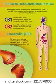 The Human Endocannabinoid System