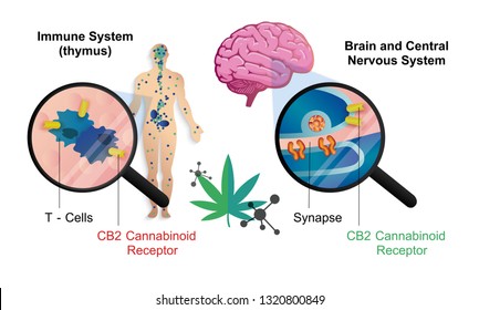 the human endocannabinoid system brain and central nervous system receptors in body,vector infographic on white background.