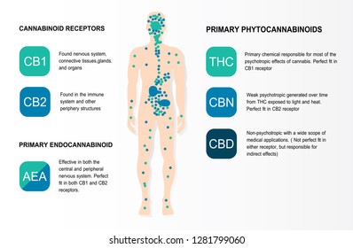 Human Endocannabinoid System Cannabinoid Receptors Is Infographic Backgrounds.