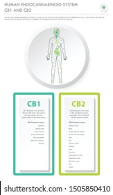 Human Endocannabinoid System CB1 and CB2 vertical business infographic illustration about cannabis as herbal alternative medicine and chemical therapy, healthcare and medical science vector.