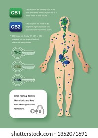 the human endocannabinoid system cb1 and cb2,effect on body,vector infographic on white background.