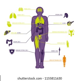 Human Endocannabinoid System Cbd1 Cbd2 Receptorvector Stock Vector ...