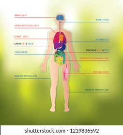 Human Endocannabinoid System With CBD1 & CBD2