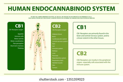 Human Endocannabinoid System - Endocannabinoid System horizontal infographic illustration about cannabis as herbal alternative medicine and chemical therapy, healthcare and medical science vector.