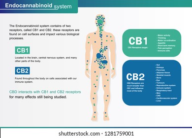 383 Endocannabinoid system Images, Stock Photos & Vectors | Shutterstock