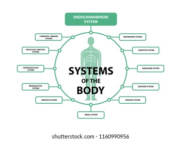 Human Endocannabinoid System Receptors Target System Active In Body.