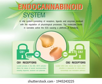 das menschliche endocannabinoid-System Körper und Gehirn, Vorteile von Cbd-Öl, medizinische Anwendungen für Cbd-Öl und Hanf