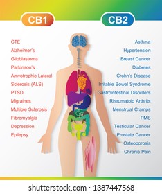 Human Endocannabinoid System Work CB1 And CB2