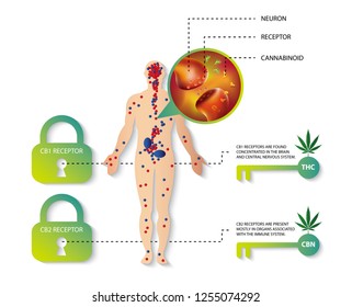human endocannabinoid system,effect on body,vector infographic on white background.