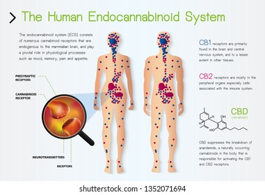 the human endocannabinoid system,effect on body,vector infographic on white background.