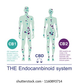 the human endocannbinoid system cb1 and cb2 receptor work infographic background