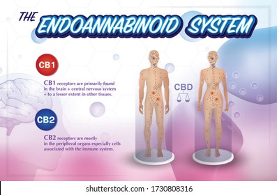 el sistema endocanbinoide humano cb1 y el receptor cb2 fondo infográfico