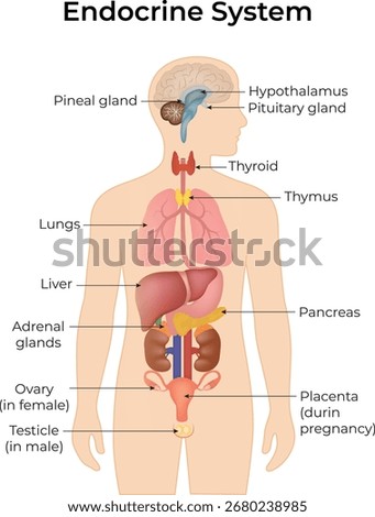 Human Endocrine System Diagram Vector Illustration
