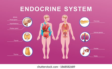 Human Endocrine System, Glands And Their Location In The Body Information Vector Illustration For Education And Familiarization