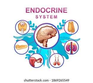 Human endocrine system, glands and their location in the body information vector illustration for education and familiarization