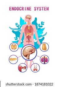 Human endocrine system, glands and their location in the body information vector illustration for education and familiarization