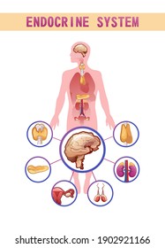 Human endocrine system, glands and their location in the body information vector illustration for education and familiarization