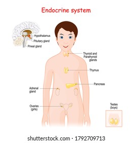 Human Endocrine System For Kids.