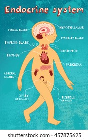 Human Endocrine System For Kids. Vector Color Cartoon Illustration. Human Anatomy Scheme. 
