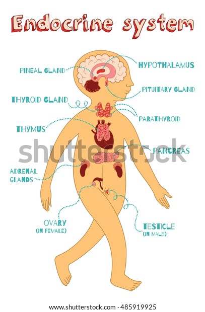 Sistema endocrino humano para niños. Dibujo: vector de stock (libre de
