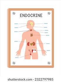 Human endocrine system poster clipart cartoon style, vector design. Use in hospital or clinic wall poster cartoon concept. Endocrine system diagram cartoon style. Hospital, clinic department concept