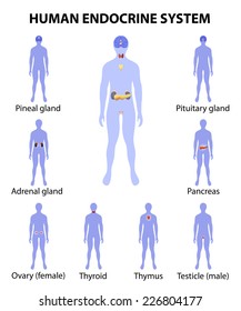 Human Endocrine System. Human Silhouette With Endocrine Glands. Icons Set. 