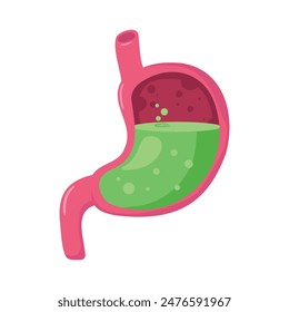 Las entrañas humanas del estómago, Vector, aislado sobre fondo blanco