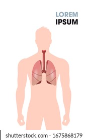 human esophagus trachea lungs internal organs respiratory system medical poster portrait flat vertical copy space vector illustration