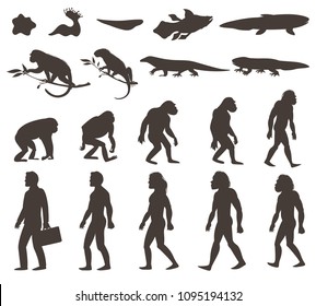 Human Evolution Darwin Theory Set Of Silhouettes Of Amphibian, Reptile, Primates And Modern Person Isolated Vector Illustration