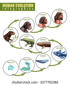 Human evolution infographics with development stages from single cell to homo sapiens on white background vector illustration