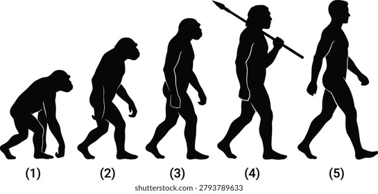 Human evolution silhouettes from ape to modern man, anthropological development stages, prehistoric hominid progress illustration,