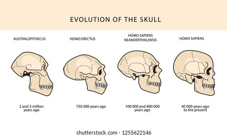 Human Evolution Of The Skull And Text With Dating. Australopithecus, Homo Erectus. Neanderthalensis, Homo Sapiens. Historical Illustrations. Darwins Theory.