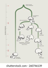 Human Evolution (skulls)