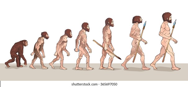 Human Evolution Stages Chart