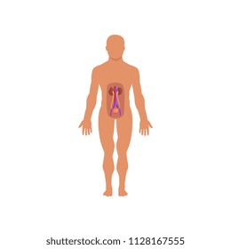 Human excretory system, anatomy of human body vector Illustration on a white background