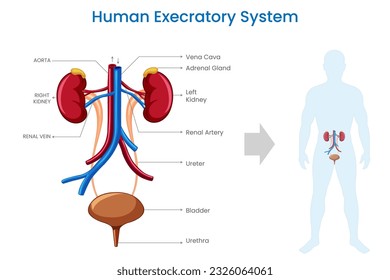 El sistema de excreción humana elimina los productos de desecho, regula el equilibrio fluido y mantiene el ambiente interno del cuerpo a través de órganos como los riñones, la vejiga y la piel.