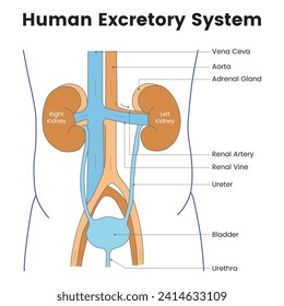 Human Excretory System Science Design Vector Illustration Diagram