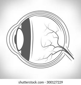human eye