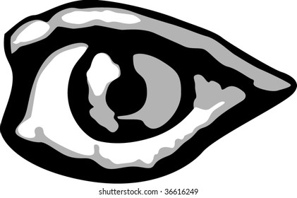 human eye