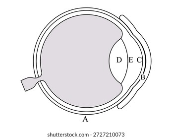 diagrama de seção transversal anatômica do olho humano mostrando estruturas internas incluindo a retina da córnea do cristalino e o nervo óptico para educação médica